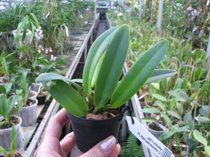 Cattleya maxima semi-alba 'La Pedrena'.JPG