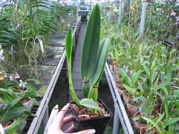 Cattleya percivaliana carnea x SELF.JPG