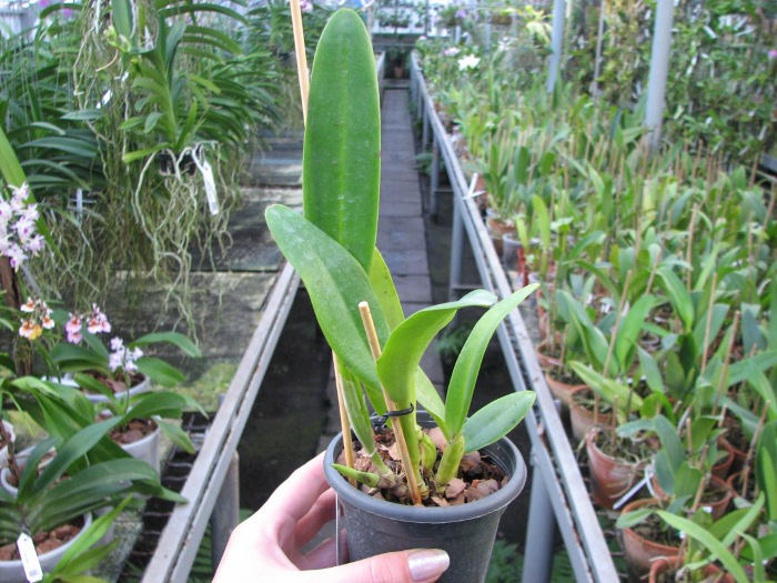 Cattleya trianae alba 'AWZ' x Cattleya trianae alba 'Suzi' (31-8).JPG