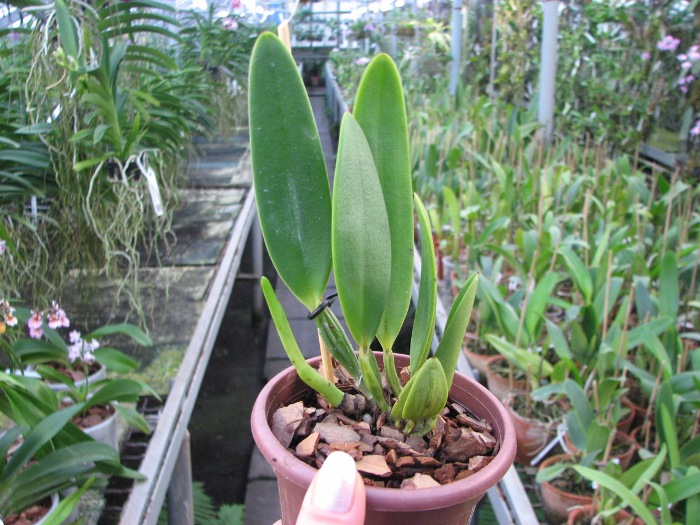Cattleya eldorado alba 'Ouro Branco'.JPG