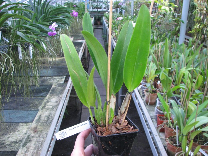 Cattleya mossiae var. amoena.JPG