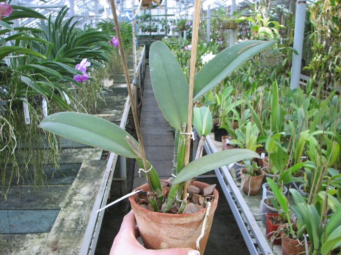 Cattleya maxima.JPG