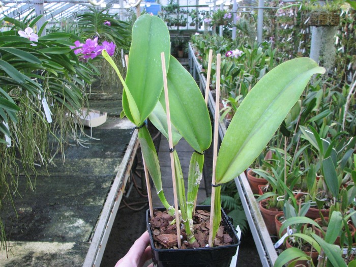 Cattleya warneri semi alba 'Pedra Azul' x Cattleya warneri semi alba 'Nr. 1'.JPG