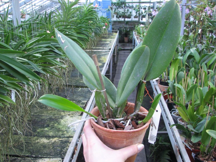 Cattleya Tiffin Bells.JPG