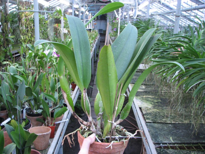 Brassolaeliocattleya Pamela Hetherington.JPG