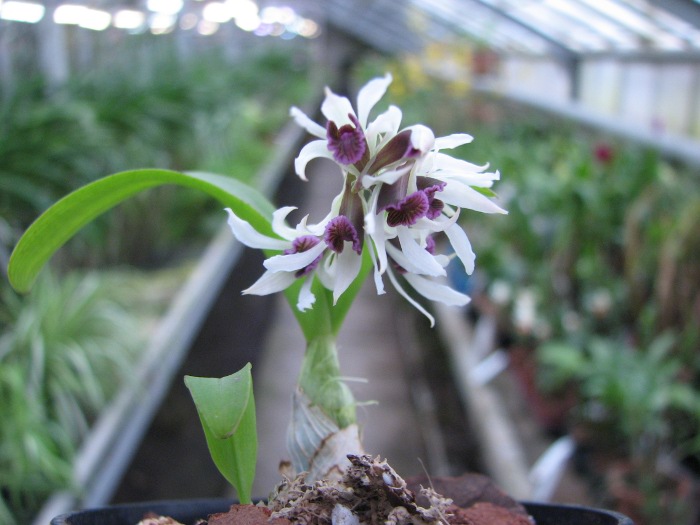Dendrobium peguanum.JPG