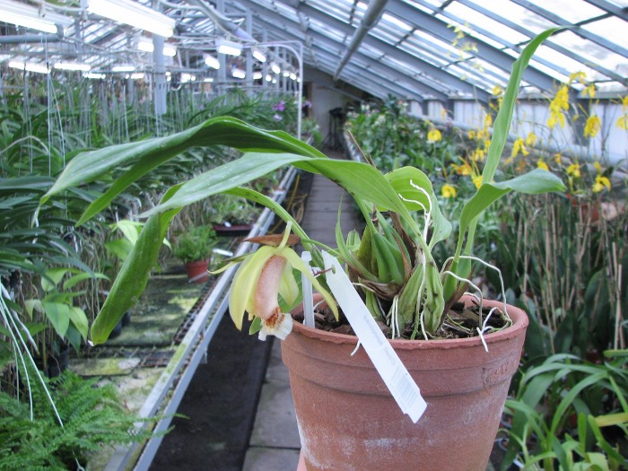 Coelogyne speciosa.JPG