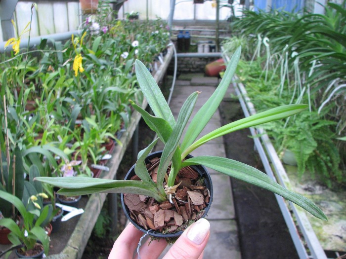 Ionopsis utricularioides.JPG