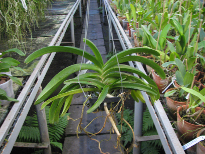 Rhynchostylis coelestis blue.jpg