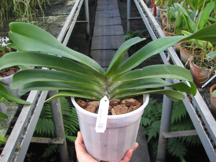Rhynchostylis gigantea red.jpg