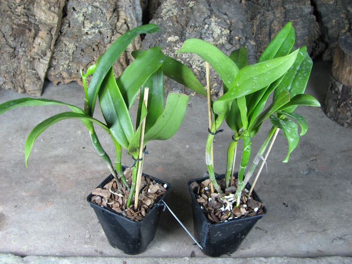 Epicattleya Siam Jade 'Avo'.jpg
