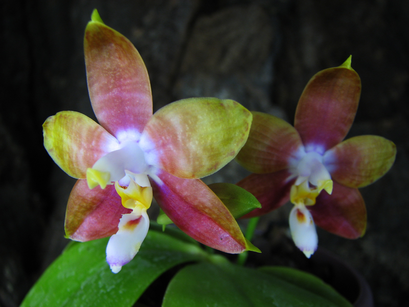Phalaenopsis amboinensis x Phalaenopsis Penang Girl.jpg