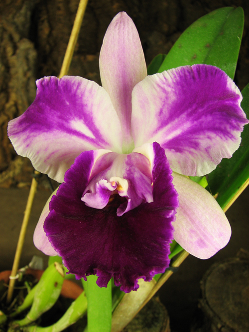 Laeliocattleya Supersonic 'Striking Lip'.jpg