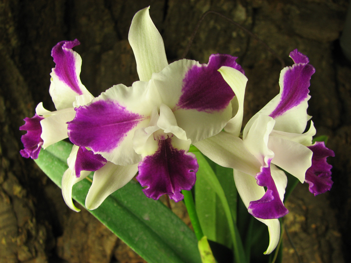 Laeliocattleya Purple Cascade 'Fragrance Beauty' (Interglossa x Tokyo Magic).jpg