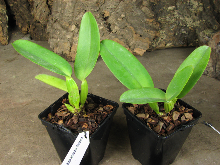 Cattleya labiata amesiana 'Mandarim' x self.jpg