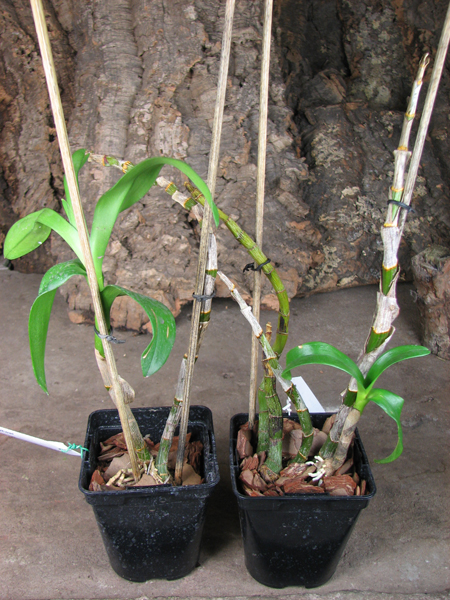 Dendrobium Tengkwei.jpg