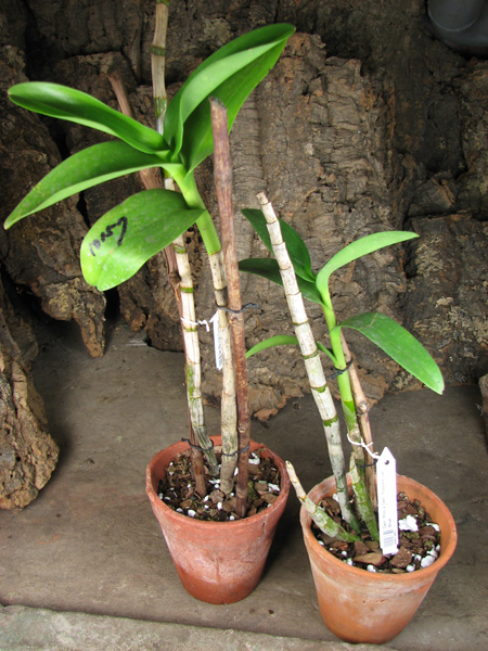 Dendrobium Milo x Dendrobium Tosons var Bluе.jpg