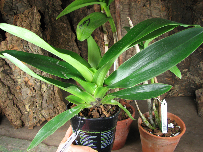 Paphiopedilum Shining World x Small World x Surveyor.jpg