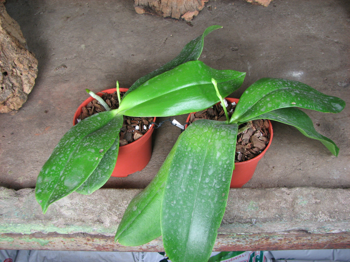 Phalaenopsis David Lim.jpg