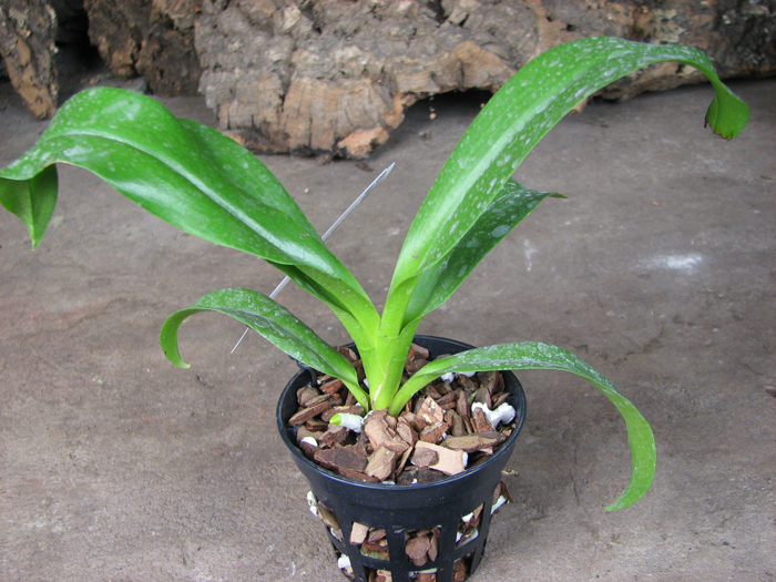 Phalaenopsis tetraspis alba x Vanda coerulea blue.jpg