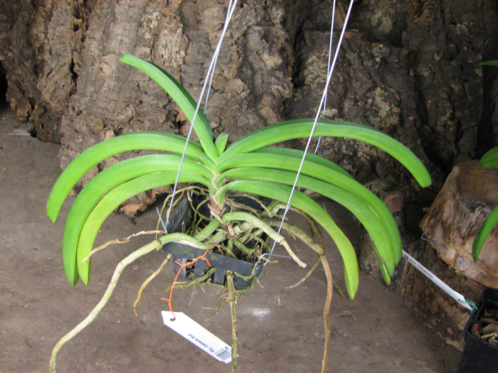 Rhynchostylis coelestis 'blue'.jpg