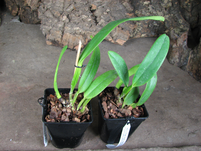 Cattleya mossiae semi alba 'Sao Luiz' x Cattleya mossiae semi alba 'Bela Vista'.jpg