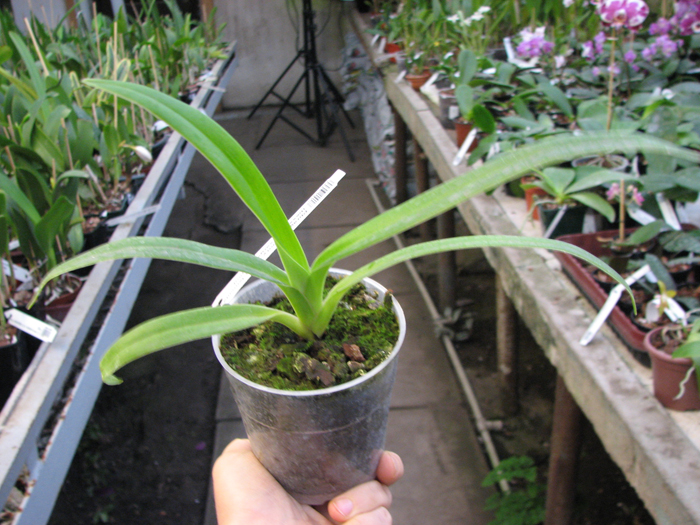 Phragmipedium Memory Dick Clements.jpg
