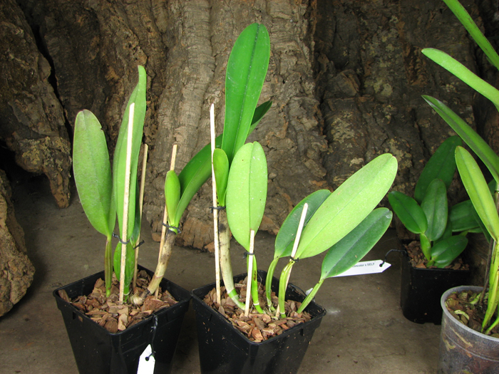 Cattleya labiata alba x Cattleya labiata roxo bispo 'Urbano'.jpg