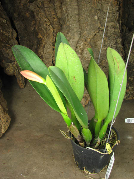 Brassolaeliocattleya Sanyung Ruby 'Shin Mei' (Waianae Coast x Chia Lin).jpg