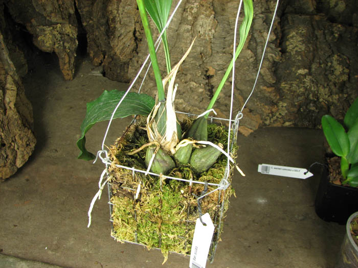 Stanhopea oculata.jpg