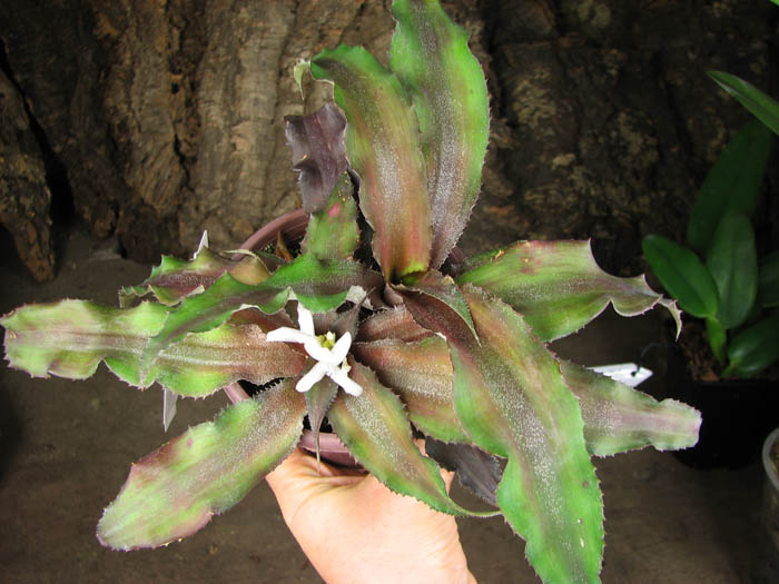 Cryptanthus undulatus.jpg