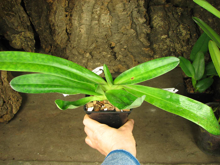 Paphiopedilum Alma Geveart 'Hager's' x Paphiopedilum philippinense var alba 'Kou'.jpg