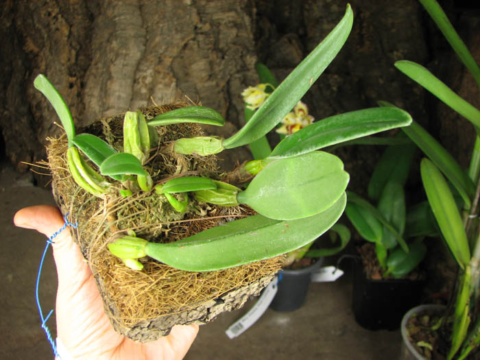 Bulbophyllum fascinator.jpg