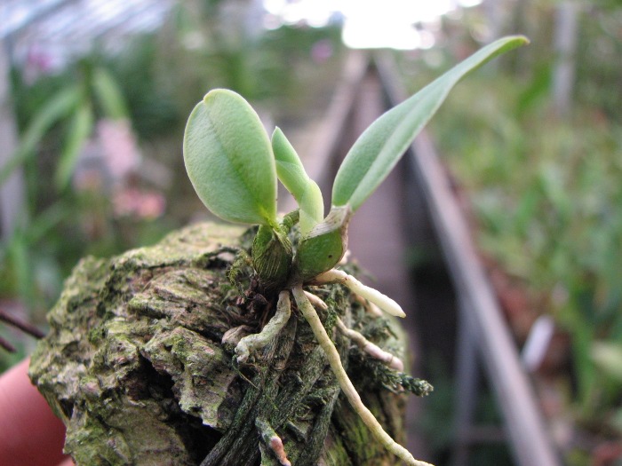 Sophronitis brevipedunculata 'Ouro Branco' x brevipedunculata 'Ouro Preto'.JPG