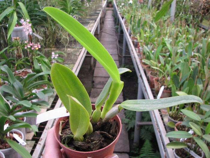 Cattleya labiata coerulea 'Filha de Junior' x Cattleya labiata coerulea 'Filha de Panelas'.JPG