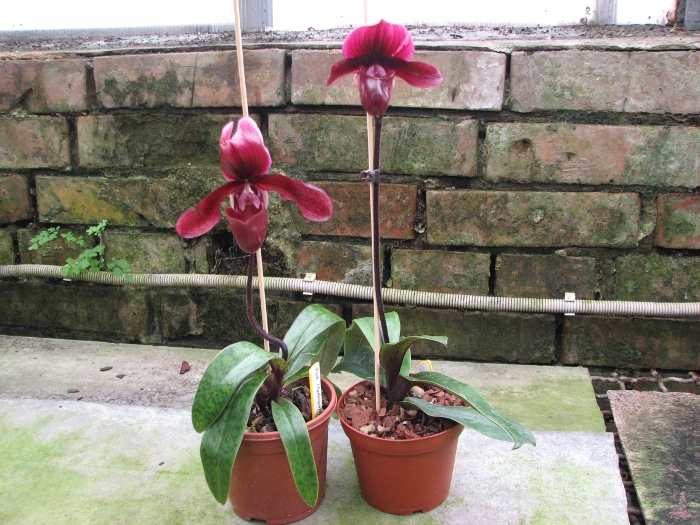 Paphiopedilum Ruby Leopard Vini x charlesworthii .JPG