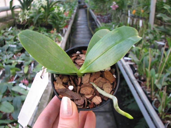 Phalaenopsis Orchid World.JPG