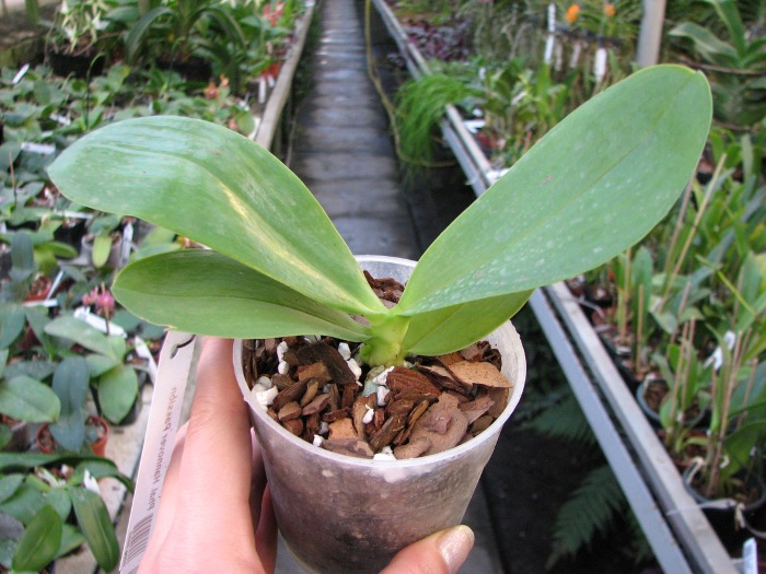 Phalaenopsis Hannover Passion.JPG
