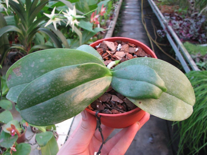 Phalaenopsis Mok Choi Yew (gigantea x violacea).JPG