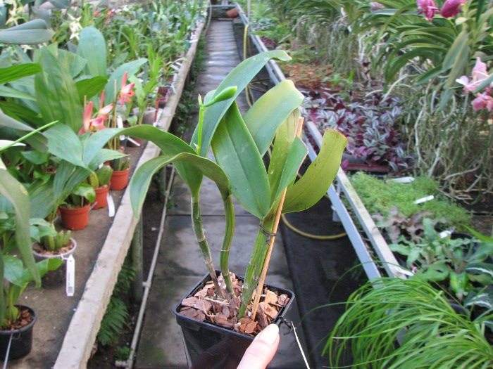 Epicattleya Siam Jade 'Avo' (Cattleya Penny Kuroda x Epicattleya Vienna Woods).JPG