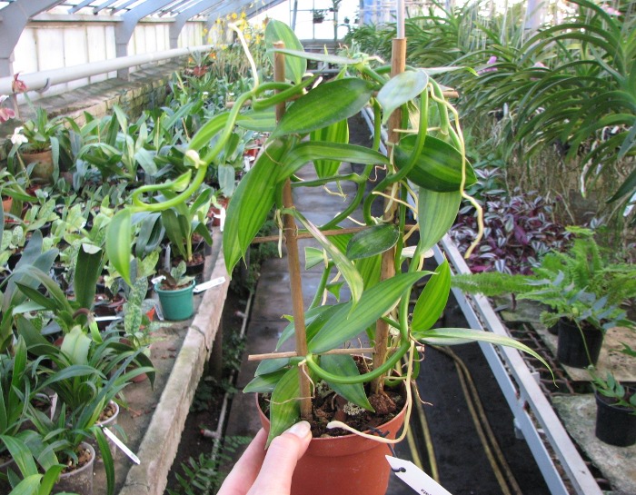 Vanilla planifolia variegata.JPG