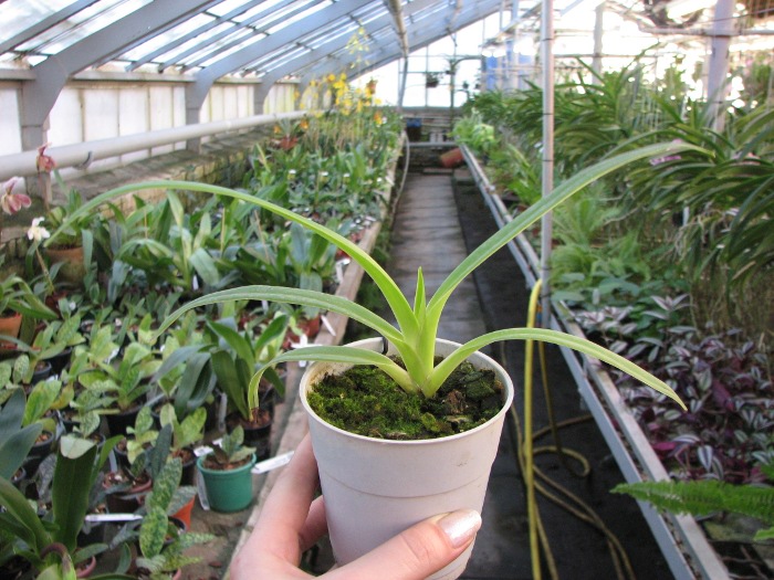Phragmipedium Memory Dick Clements (besseae x sargentianum).JPG