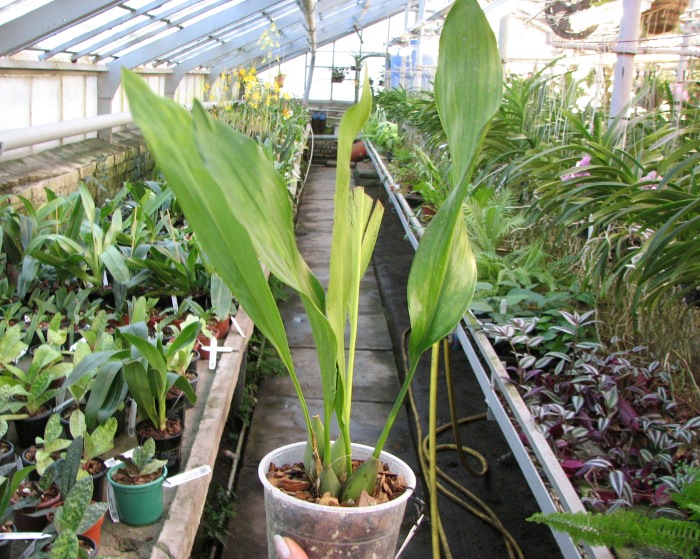 Dendrochilum magnum.JPG