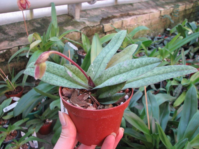 Paphiopedilum bellatulum x spicerianum.JPG