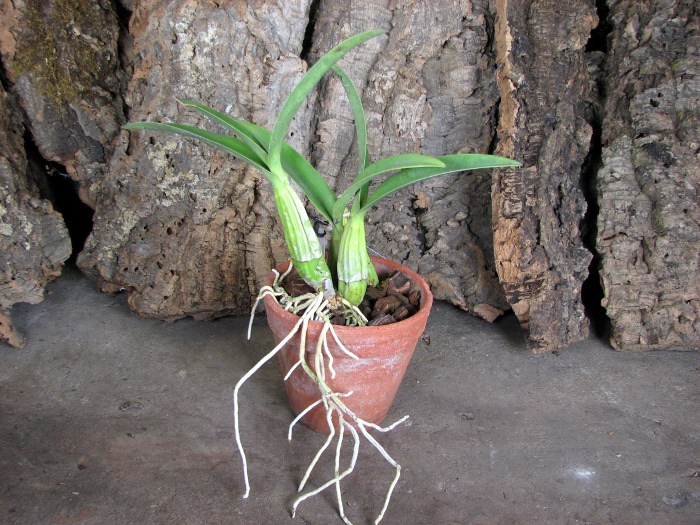 Laelia autumnalis var. atrorubens.JPG