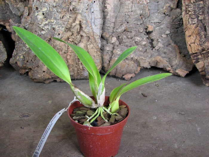 Laelia anceps lineatha x Laelia anceps pelorica 'Roeblingiana'.JPG