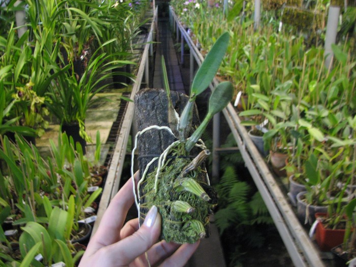 Laelia furfuracea.JPG