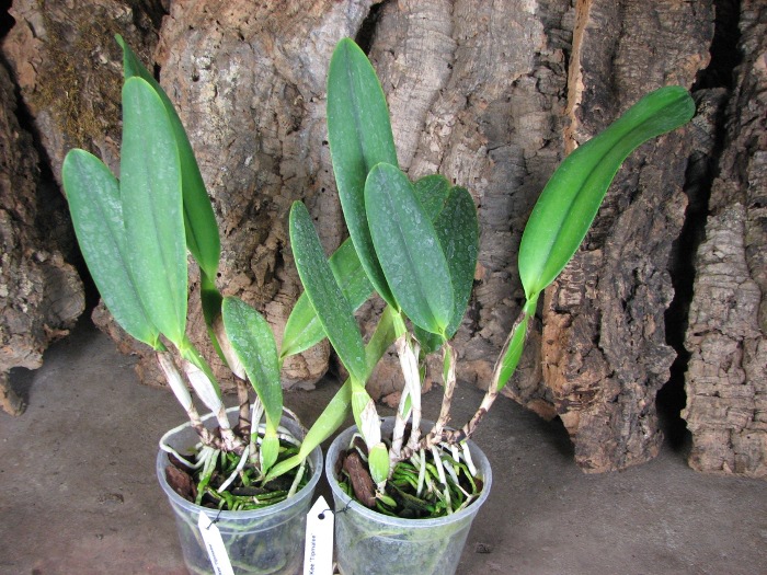 Brassolaeliocattleya Alma Kee 'Tipmalee'.JPG