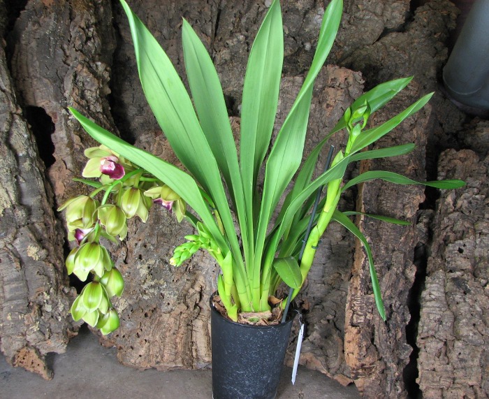 Cymbidium Pearl Dawson 'Procyon'.JPG