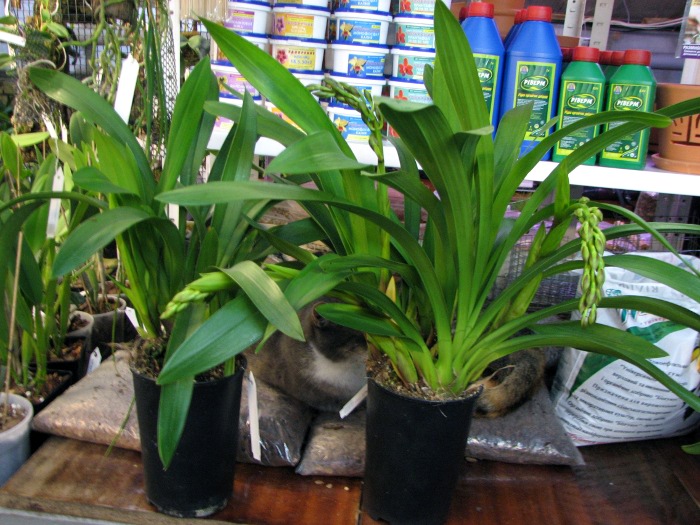 Cymbidium 'Vogel's Magic'.JPG